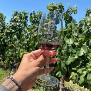 Bodegas y Olivícola